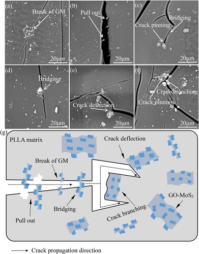 Figure 8. (a–f) SEM images of crack propagation in the 1.5GM-2/PLLA scaffold. (g) The corresponding crack propagation model.