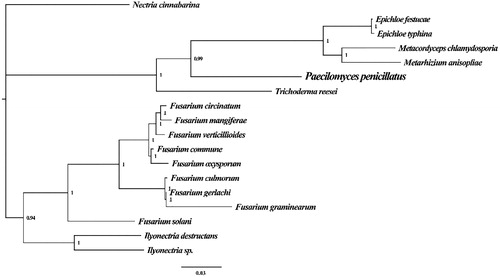 Figure 1. Molecular phylogenies of 18 species based on Bayesian inference analysis of the combined mitochondrial gene set (15 core protein-coding genes). Node support values are Bayesian posterior probabilities (BPP). Mitogenome accession numbers used in this phylogeny analysis: Epichloe festucae (NC_032064), Epichloe typhina (NC_032063), Metacordyceps chlamydosporia (NC_022835), Metarhizium anisopliae (NC_008068), Trichoderma reesei (NC_003388), Fusarium circinatum (NC_022681), Fusarium mangiferae (NC_029194), Fusarium verticillioides (NC_016687), Fusarium commune (NC_036106), Fusarium oxysporum (NC_017930), Fusarium culmorum (NC_026993), Fusarium gerlachii (NC_025928), Fusarium graminearum (NC_009493), Fusarium solani (NC_016680), Ilyonectria destructans (NC_030340), Ilyonectria sp. (MF924828), Nectria cinnabarina (NC_030252).
