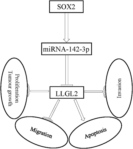 Figure 8. Working model: SOX2 regulates miR-142-3p expression and LLGL2 translation, thereby affecting ESCC cell proliferation, migration, invasion, apoptosis, and tumor growth through the SOX2/miR-142-3p/LLGL2 axis.