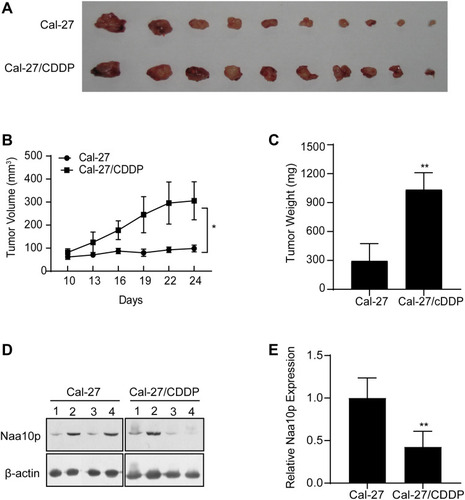 Figure 6 Relation between Naa10p and CDDP-resistant OSCC cells in mice model. (A) Images of OSCC xenograft tumors. (B) Tumor volume growth curves. (C) Tumor weights were analyzed. (D and E) Naa10p expression in tumor tissues. *P < 0.05, **P < 0.01.