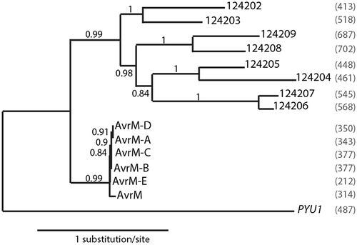 Fig. 1 Bayesian phylogram of the 12420x and AvrM amino acid sequences.Branch support values are indicated next to the nodes (only values higher than 50% are shown). Protein lengths (numbers of amino acids) are indicated to the right of the tree. (See Materials and Methods for accession numbers). The PYU1 protein from Pythium ultimum was used as an outgroup.
