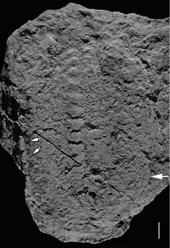 FIGURE 4 Rusophycus carleyi (UA13658), convex hyporelief with left lateral border of pygidium (white arrow), and thoracic segment impressions (white arrows outlined by black), from the Upper Fezouata Formation, Ouzina, southern Morocco. Scale bar is 1 cm.