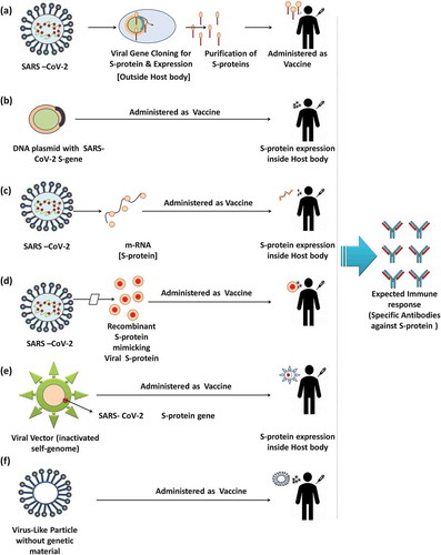 Figure 1. Various strategies for recombinant vaccine development. (a) DNA-based vaccine developed by cloning SARS-CoV-2 S-protein; (b) Development of vaccine using DNA plasmid containing SARS-CoV-2 S gene; (c) Vaccine development by S protein mRNA; (d) Use of recombinant S-protein mimicking SARS-Cov-2 S protein as a vaccine; (e) Use of vector without self-replicating machinery containing SARS-CoV-2 S protein gene as vaccine; (f) Virus-Like Particle equivalent to SARS-CoV-2 without genetic material as a vaccine. Most of the vaccines target S protein that is expected to sensitize the host cellular and humoral immune response leading to immunization
