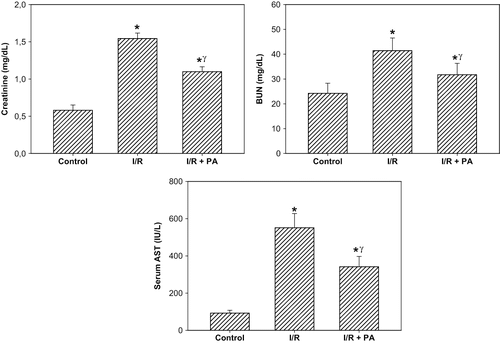 Figure 1. Effect of renal ischemia reperfusion (I/R) and proanthocyanidin (PA) on serum creatinine, blood urea nitrogen (BUN), and serum aspartate aminotransferase (AST) levels. All values expressed as mean SEM. *statistically significant from control (p < 0.05); γstatistically significant from I/R group (p < 0.05).