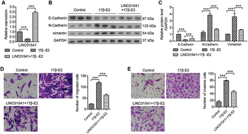 Figure 1. 17β-E2 promoted epithelial-mesenchymal transition and inhibited LINC01541 expression in ESCs. Normal ESCs and LINC01541-overexpressing ESCs were stimulated with 10 nmol/L of 17β-E2 for 48 h. (A) Down-regulated levels of LINC01541 expression in 17β-E2-treated ESCs were measured by RT-qPCR. (B, C) The levels of E-Cadherin, N-Cadherin, and vimentin proteins were detected by western blotting. Cell migration (D) and cell invasion (E) were promoted by 17β-E2 and inhibited by LINC01541 overexpression (Magnification, ×200). ***p < 0.001, vs. the control or 17β-E2 group.