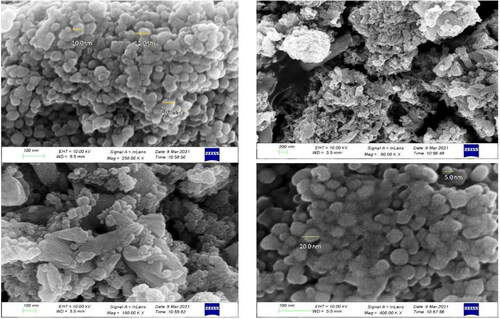 Figure 7. SEM images of AgNPs.