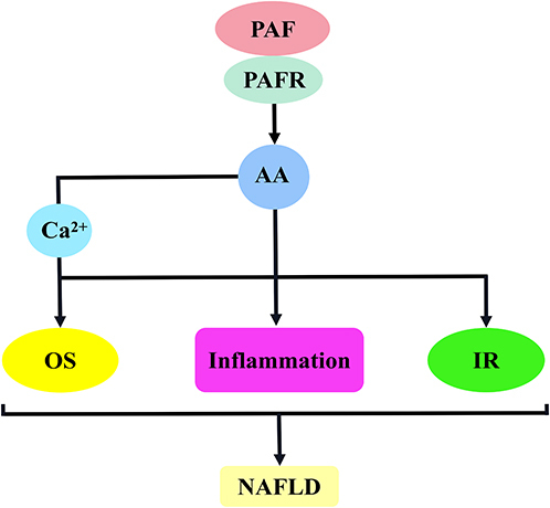 Figure 5 PAF activates AA to promote the mechanism of NAFLD development. The binding of PAF to PAFR stimulates AA release, which is involved in NAFLD development mainly by inducing oxidative stress, inflammatory response and IR.