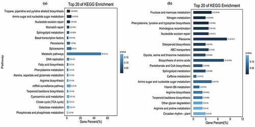 Figure 5. Bar graph of the top 20 significantly enriched differential pathways of pectin (a) and hydrotrope (b) synthesis and metabolism related candidate genes generated by KEGG analysis.