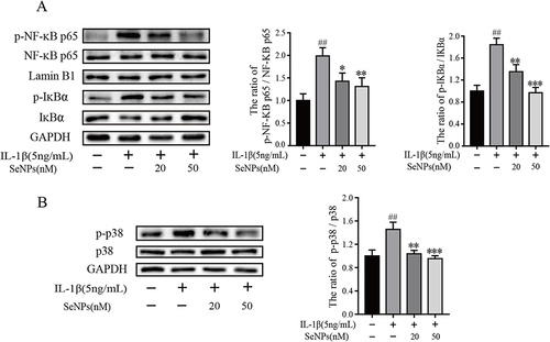 Figure 6 Effect of SeNPs on IL-1β-induced NF-κB and p38 signaling pathways. Chondrocytes were pretreated with different concentrations of SeNPs for 2 h and then stimulated with IL-1β (5 ng/mL) for 30 min. The expression of phosphorylated NF-κB p65 (p-NF-κB p65), total NF-κB p65, phosphorylated 38 (p-p38), total p38, phosphorylated IκBα (p-IκBα), total IκBα were determined by Western blot and quantification analysis (A and B). All data are presented as mean ± standard deviation (n=3). ##P < 0.0001 vs compared with the control group; *P < 0.05 vs compared with IL‐1β group; **P < 0.01 compared with IL‐1β group; ***P < 0.001 vs compared with IL‐1β group.
