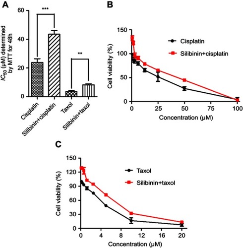 Figure S3 Silibinin reduce cisplatin-induced and taxol-induced hepatotoxicity.Notes: (A) The IC50 values determined by MTT assay. (B) LO2 cells were treated with cisplatin, or silibinin (50μM) plus cisplatin (indicated concentration) for 48h, and then the cell viability was determined by MTT assay. (C) LO2 cells were treated with taxol, or silibinin (50μM) plus taxol (indicated concentration) for 48h, and then the cell viability was determined by MTT assay. The results were shown as the percentage of cell viability in control group. Values are the average ± SD of three independent experiments, *p<0.05, **p<0.01 and ***p<0.001.