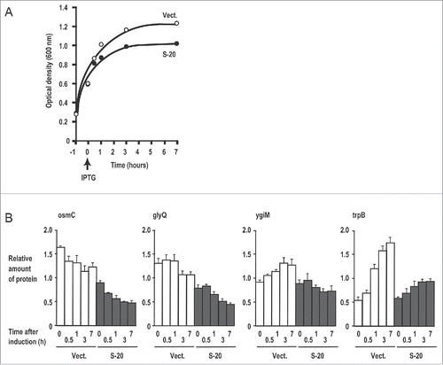 Figure 3. Four examples of proteins downregulated in response to S-20 induction. (A) Time point of S-20 induction and changes in E. coli growth. (B) Four examples of proteins downregulated in response to S-20 induction. Relative amounts of proteins (osmC, glyQ, ygiM, and trpB) at each induction time point were determined with a nanoLC-MS/MS analysis (see Materials and Methods). Mean (n = 3) and standard deviation for each value are shown. Vect.: vector.