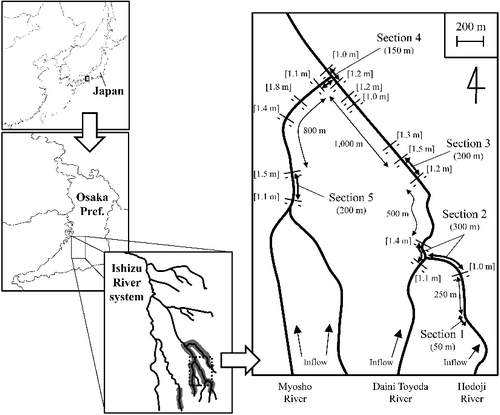 Figure 1. Study sites, showing locations of mark–release–recapture sampling of Candidia sieboldii. Lines across rivers indicate weir locations and numbers in brackets indicate weir heights. Shaded areas show the distribution of C. sieboldii in the Ishizu River system.