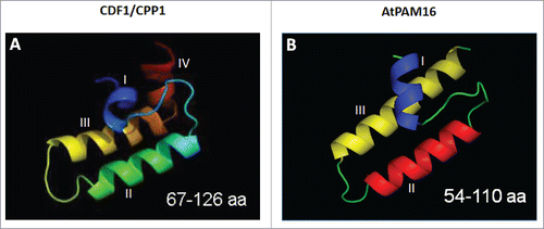 Figure 1. Structural models of cpDnaJL (CDF1)(A) and mtDnaJ (PAM16)(B). The 3D-modeling was performed using I-TASSER, an online protein structure and function prediction tool,Citation30 with the J-domain of Tid1 as template.Citation31 Despite the limited amino acid sequence identity of cpDnaJL (CDF1)(A) and mtDnaJ (PAM16), the topology of their J-domains is quite similar.
