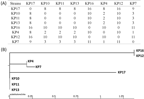 Fig. 2 Phylogenetic analysis of carbapenem-resistantK. pneumoniaestrains isolated from the patient at different stages of infection. (a) Pairwise SNP analysis of the test strains. (b) Phylogenetic tree depicting the genetic relatedness of the strains