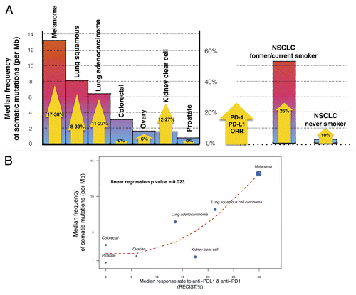 Figure 1. Link between mutational heterogeneity and response to immune checkpoint blockers. (A) Mutational heterogeneity of tumors and overall response rates (ORRs) to PD-1/PD-L1-targeting agents. Colored bars indicate the median frequency of somatic mutations per megabase (Mb) reported for patients affected by different solid tumors. Yellow arrows represent the ORRs of these patients to anti-PD-1/PD-L1 antibodies, as detailed in Table 1. NSCLC, non-small cell lung carcinoma. (B) Correlation between median frequency of somatic mutations and ORR to PD-1/PD-L1-targeting agents in solid tumors. Dot size is proportional to the number of patients in which the efficacy of anti-PD-1/PD-L1 antibodies was tested. The red dashed line represents the LOESS regression curve. The P value is derived from a linear univariate model (median somatic mutation frequency ~ORR to anti-PD-1/PD-L1 agents).