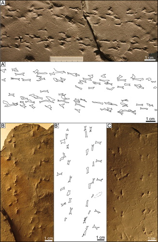 Figure 7. Kouphichnium aspodon: A) UCM 437 (ANNMNH 2003.2.76/74) B) UCM 5009 (NMMNH P-79689) C) NMMNH P-68994.