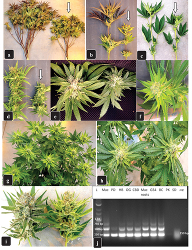 Fig. 4 Symptoms of hop latent viroid infection on inflorescences of flowering plants of several genotypes of cannabis. (a, b) reduced inflorescence stem growth and size in symptomatic genotype ‘black Cherry’ (arrows) compared to asymptomatic plants. (c, d) reduced inflorescence stem growth and size in symptomatic genotype ‘CBD’ (arrows) compared to asymptomatic plants. (e-h) reductions in inflorescence size and colour as a result of HLVd infection on genotype ‘Powdered Donuts’. (e) smaller inflorescence on symptomatic (right) compared to asymptomatic (left) plant. (f-h) development of yellowing symptoms on inflorescences as a result of reduced chlorophyll production in infected plants. (i) yellowing symptom on inflorescence of genotype ‘Mac-1’ due to HLVd infection (right) compared to asymptomatic plant. (j) confirmation of the presence of HLVd in seven cannabis genotypes on which inflorescence symptoms were present. Asymptomatic plants of genotypes PK and SD did not contain the characteristic bands for HLVd. Root samples of ‘Mac-1’ are shown to be positive for HLVd.