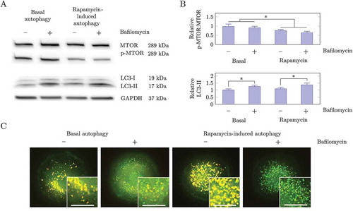 Figure 4. Methods used to assess autophagic activity. (a) Western blot analysis of MTOR, p-MTOR and LC3A/B-II under basal and rapamycin-induced conditions in the presence and absence of the fusion inhibitor BAF. Treatment with 25 nM rapamycin decreased the level of phosphorylation of MTOR, indicating that MTOR was inhibited by rapamycin. Treatment with 25 nM rapamycin caused a greater relative increase in LC3A/B-II after 2 h BAF treatment as compared to basal conditions, indicating that autophagic flux had increased by factor of 2.15. (b) Quantification of western blot analysis of the ratio of p-MTOR:MTOR and LC3A/B-II relative to basal conditions. (C) Fluorescence microscopy analysis of MEF GFP-LC3B cells with 75 nM LysoTracker Red. Cells treated with 25 nM rapamycin showed a small increase in the number of autophagosomes whereas autolysosomes increased significantly. Following BAF treatment there was an increase in autophagosomes and a decrease in autolysosomes. Fluorescence micrographs were acquired in multiple z-planes to quantify the complete autophagosome, autolysosome and lysosome pool size. Images shown here are projections of the z-stack images. Scale bar: 20 µm.