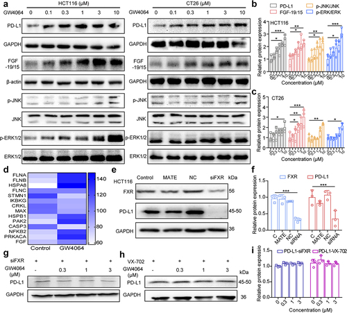 Figure 4. GW4064 upregulated PD-L1 expression in CRC cells through FXR and MAPK signal pathways. (a) the MAPK signal pathway-related proteins JNK and ERK1/2 phosphorylation increased in HCT116 and CT26 cells after treatment with GW4064 for 48 h. Statistical assay of the relative protein contents in HCT116 (b) and CT26 (c) cells. (d) Proteomics results showed that the proteins of MAPK signaling pathway was upregulated after treating with GW4064. (e, f) Knocking down FXR by siRNA, PD-L1 expression was decreased in HCT116 cells. (g-i) Repression of FXR by siRNA and the inhibitor of MAPK signal pathway (VX-702) significantly reversed the upregulatory effect of GW4064 on the expression of PD-L1 in HCT116 cells. Data was presented as mean ± S.D.; n = 3. Statistical significance: *p < 0.05, **p < 0.01, ***p < 0.001.