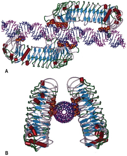Figure 4. Molecular Model of the human TLR3 dimer ecodomain and its rintatolimod ligand. Figure 4(a) is viewed from a lateral view of rintatolimod bound to the active site of the TLR3 homodimer. The C-terminal regions of each dimer face each other and bind to the phosphate backbone of the dsRNA. The N-terminals of each TLR3 bind to opposite ends of the dsRNA with a minimum length of 45 bp required for interaction with essential residues of TLR3 for activation of intracellular signaling. Amino acids of TLR3 required for binding of rintatolimod are shown as CPK (Van der Waals’ radii) associated with the phosphate backbone. Figure 4(b) illustrates the TLR3 homodimer complexed with rintatolimod as seen down the long axis of the dsRNA. The TLR3 homodimers are represented as structural elements with the blue arrows signifying direction of β-sheets and the red cylinders signifying α-helices. The Poly I strand of rintatolimod is colored blue and the poly C12U strand magenta. Reproduced from Mitchell WM, et al. Discordant Biological and Toxicological Species Responses to TLR3 Activation. Am J Path 2014; 184: 1062–72.
