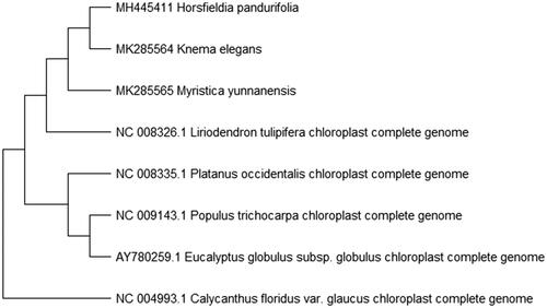 Figure 1. Maximum likelihood phylogenetic tree of K. elegans with seven species based on complete chloroplast genome sequences. The gene’s accession number is listed in figure and the data of H. pandurifolia and M. yunnanensis come from author.