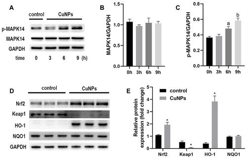 Figure 3 Levels of MAPK14, p-MAPK14, Nrf2, HO-1, and NQO1 proteins in COV434 cells exposed to CuNPs.