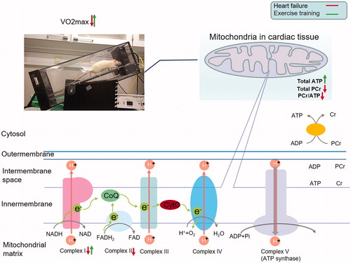 Figure 4. Effect of heart failure (HF, red arrow) and exercise training (green arrow) on VO2max, mitochondrial complexes function, ATP, PCr, and PCr/ATP ratio. Upwards and downwards arrows represent relative increase or decrease from baseline, respectively. Photo at the upper left corner depicts running rat and apparatus for VO2max measurement on treadmill. Oxidative phosphorylation is illustrated in cardiac mitochondria. Electrons transfer from NADH to oxygen (light green pathway) through respiratory chain (from mitochondrial complexes I–IV). The transfer generates an electrochemical gradient of a proton (H+) across the inner mitochondrial membrane. This gradient drives ATP synthesis by complex V (ATP synthase). ATP synthesized by oxidative phosphorylation is transported by ANT. High energy phosphor bond is transferred within ATP and PCr by creatine kinase energy shuttle (mtCK and mmCK). ATP synthesized at mmCK in the cytosol is consumed by ATPase and releases energy for cardiac muscle contractile work. ADP: adenosine diphosphate; ATP: adenosine triphosphate; ANT: adenine nucleotide translocator; ATPase: adenosine triphosphatase; CoQ: co-enzyme Q; CytC: cytochrome C; Cr: creatine; H+: proton; e−: electron; FAD/FADH2: flavin adenine dinucleotide; mmCK: myofibrillar creatine kinase; mtCK: mitochondrial creatine kinase; NAD/NADH: nicotinamide adenine dinucleotide; Pi: inorganic phosphate; PCr: phosphocreatine.