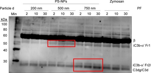Figure 3 Proteolytic by products of C3 in pig serum following incubation with PS-NPs. The molecular weight markers and tentatively identified proteolytic fragments are shown on the left and right sides of the blot, respectively.Notes: After sodium dodecyl sulfate polyacrylamide-gel electrophoresis of serum under reduced conditions, C3 fragments were stained with rabbit polyclonal anti-pig C3 antibody produced by immunization with C3 peptide (aa23-300). Red boxes demarcate the cleavage products of porcine C3 that increase over time after the first sample at 2 min. These bands seem to correspond to human iC3b α’ fragment 1 (α’1) and 2 (α’2) in the upper (500 nm) and lower (750 nm) boxes, respectively, that may also include C3dg and/or C3d. The baseline (0 minute) was tested in a separate membrane and showed minor spontaneous proteolysis. Fragments were tentatively identified (right side of the blot, “PF”) on the basis of their relative electrophoretical mobility in human serum or plasma.Citation20,Citation21 Other details are described in the Materials and methods section.Abbreviations: C, complement; PS-NPs, polystyrene nanoparticles; MW, molecular weight marker; PF, proteolytic fragment.