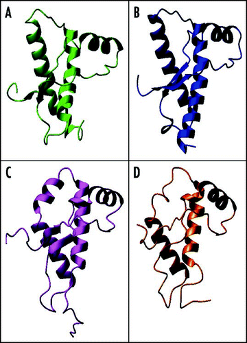 Figure 8 Structural comparison between the C-terminal domain of PrP and Dpl. The structures of (A) mPrP (1ag2), (B) hamster PrP (1b10), (C) mouse Dpl (1i17) and (D) human Dpl (1lg4) were superposed by the Dali server and then displaced. The two Dpl structures superpose with an r.m.s.d. of 2.0 Å over 97 residues (Z-score 13.45), whereas the two mouse paralogs superpose with an r.m.s.d. of 3.8 Å over 87 residues (Z score 5.0).