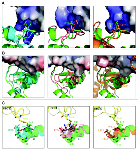 Figure 3. Structural basis for the lack of interaction between RNF168N-111 and UBC13. (A) Comparison of the binding of loop L1 of TRAF6 (left panel), CHIP (middle panel) and RNF8 (right panel) to the hydrophobic biding pocket on UBC13 surface with RNF168N-111. (B) Comparison of the binding of the C-terminal end of the central α helix of TRAF6 (left panel), CHIP (middle panel) and RNF8 (right panel) to the hydrophobic pocket on UBC13 surface with RNF168N-111. (C) Comparison of the interaction between UBC13 and TRAF6 (left panel), CHIP (middle panel) and RNF8 (right panel) to RNF168N-111. RNF168, TRAF6, CHIP and RNF8 are shown in a ribbon mode and colored green, cyan, pink and brown, respectively. Residues are shown in a stick mode. UBC13 is shown in surface representation in (A and B). White, blue and red regions indicate neutral areas, positively charged areas and negatively charged areas, respectively. UBC13 is shown in a ribbon mode and colored yellow in (C). The PDB codes of TRAF6, CHIP and RNF8 in complex with UBC13 are 3HCT, 2C2V and 4EPO, respectively.