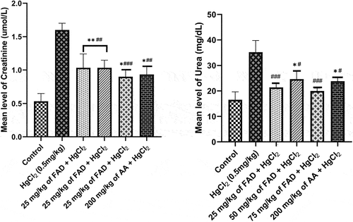 Figure 2. Bar charts of kidney function parameters ((a) urea, and (b) creatinine) after 4 weeks of the experiment. Data were analyzed using one way ANOVA, followed with Tukey post hoc test. *P < 0.033; ** P < 0.002; *** P < 0.0001 indicates a significant difference when compared to normal control; #P < 0.03; ## P < 0.002; ### P < 0.0001, indicates a significant difference when compared to HgCl2 control group.