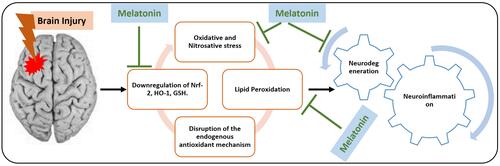 Figure 5 Melatonin is a potent antioxidant in brain injury-induced neurodegeneration.