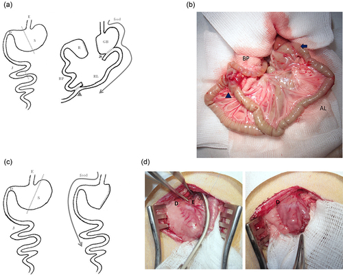 Figure 1 Animal surgery: (a) Roux-en-y gastric bypass (RYGB), (b) surgery photo of RYGB, (c) sleeve gastrectomy (SG), and (d) surgery photo of SG.