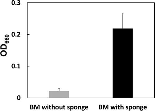 Figure 2. Scale-up of the submerged oligotrophic cultivation. N9T-4 cells (OD660 = 0.002) were inoculated into 200 mL of the BM liquid medium with or without the sponge (20 × 30 × 1.0 cm-rectangular parallelepiped) in a stainless tray. Cultivation was carried out at 30°C under static conditions. After cultivation, the sponge was squeezed and OD660 of the cell suspension was measured.