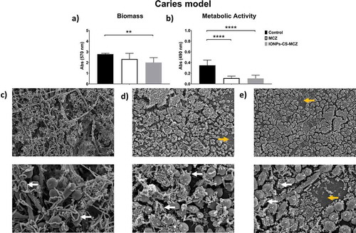 Figure 3. Results of XTT reduction assay (A), quantification of total biomass (B) and scanning electron microscopy (SEM) observation (C) for the caries biofilm model untreated (control) and (D) treated with miconazole (MCZ) only or (E) the nanocarrier containing MCZ at 64 mg/L (IONPs-CS-MCZ) anaerobically for 24 hours. Magnification of the SEM images: 1,000x and 3,500x; Bars: 10 and 5 µm. Significant differences between the groups were calculated by one-way ANOVA with Tukey’s post-hoc test (* p < 0.05, **p < 0.01, *** p < 0.001, **** p < 0.0001). Results shown in A and B representative of a total of 9 values for each treatment e.g., three technical replicates from three separate experiments. White arrows represent adhesion of bacteria to yeasts/hyphae. Yellow arrows indicate areas of coverslip now visible following treatment.