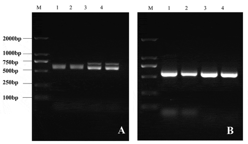 Fig. 3 PCR detection of the powdery mildew on I. balsamina samples collected in 2021 (A) and 2020 (B). M: marker; 1–4: diseased samples.