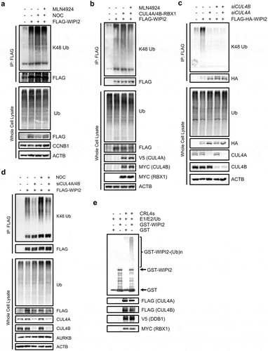 Figure 6. CRL4s target WIPI2 for ubiquitination in vivo and in vitro.(a) HEK293T cells were transfected with FLAG-WIPI2 for 24 h. The cells were then treated with DMSO, nocodazole (NOC, 200 ng/ml) or NOC (200 ng/ml) plus MLN4924 (1 μM) for another 16 h. The cells were subsequently treated with 10 μM MG132 for 4 h and harvested for denature FLAG IP.(b) HEK293T cells were transfected with FLAG-WIPI2 or FLAG-WIPI2 plus V5-CUL4A, MYC-CUL4B and MYC-RBX1 for 24 h. The cells were subsequently treated with or without MLN4924 (1 μM). After 16 h, the cells were treated with 10 μM MG132 for 4 h and harvested for denature FLAG IP.(c) HeLa cells stably expressing FLAG-HA-WIPI2 were transfected with siCUL4A, siCUL4B or siCUL4A plus siCUL4B for 48 h. Cells were lysed with denature IP lysis buffer and subjected for FLAG IP and analyzed with the indicated antibodies.(d) HEK293T cells were transfected with FLAG-WIPI2 and/or siCUL4A plus siCUL4B for 48 h. The cells were then treated with or without nocodazole (200 ng/ml) for 16 h and were then released into fresh medium containing 20 μM MG132 for 1.5 h. The cells were harvested, lysed with RIPA lysis buffer and subjected to immunoprecipitation with anti-FLAG M2 agarose.(e) In vitro ubiquitination assay for WIPI2. GST-WIPI2 purified from Rosetta E. Coli. cells was subject to ubiquitination in the presence of E1, E2, ATP, and/or E3 ligase complex and was analyzed by western blot with anti-GST antibody. The input of E3 ligase complex was shown on the bottom.