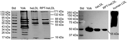 Figure 1. SDS–PAGE and Western blot analyses. heLDL: hen egg yolk low-density lipoprotein; RPT: rifapentine; stacking and running gels: 4 and 4–20% polyacrylamide, respectively; for immunoblot: goat antihuman LDL antibody (1:10 000) (Sigma Aldrich), followed by horse-radish peroxidase (HRP)–conjugated donkey antigoat secondary antibody (1:5000).