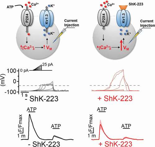 Figure 2. KV1.3 regulates membrane potential and ATP-induced P2X4 receptor-mediated calcium entry. KV1.3 enables microglia to resist depolarizing current injections in whole-cell patch-clamp experiments and to sustain larger ATP induced calcium signals in calcium imaging experiments. Both effects were inhibited or reduced by the KV1.3 blocking peptide ShK-223. For details see [Citation40]