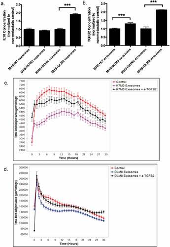 Figure 6. Induction of TGFB2 by exosomes from K7M3 and DLM8 metastatic cells plays a role in inhibiting macrophage function. Alveolar macrophages (MHS cells) were cultured overnight and then incubated with exosomes from osteosarcoma cells (non-metastatic K7 and Dunn; metastatic K7M3 and DLM8) for 48 h. IL10 (a) and TGFB2 (b) secretion in culture medium was measured by ELISA. *** indicates a p vale < 0.0005 (c,d) Alveolar macrophages (MHS cells) were cultured overnight and then incubated with exosomes from metastatic K7M3 (c) cells and DLM8 (d) cells with or without TGFB2 antibody (0.1ug/mL) for 24 h. Osteosarcoma cells, labeled with IncuCyte pHrodo labeling reagent, were then added to the MHS cell culture. Phagocytic activity was determined using the IncuCyte S3 Live-Cell Analysis system and the data analyzed by IncuCyte software. Significant inhibition (p < .05) in phagocytic activity was seen at twelve hours for the MHS cells incubated with both K7M3 and DLM8 exosomes as compared to control. There was no significant differences observed at twelve hours between control and K7M3 or DLM8 exosomes plus anti-TGFB2