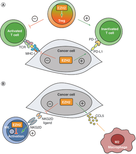 Figure 3. EZH2 regulates several aspects of the adaptive and innate antitumor immune response. (A) Intratumoral EZH2 expression suppresses the adaptive antitumor immune response. EZH2 expression in cancer cells inhibits T-cell activation by suppressing the MHC-I antigen presentation pathway and upregulating PD-L1 expression. Besides cancer cells, EZH2 expression in Treg cells is crucial for maintaining their regulatory phenotype and function, which also results in reduced T-cell activation. (B) Intratumoral EZH2 expression suppresses the innate antitumor immune response. EZH2 expression in cancer cells silences the expression of NKG2D ligands, thereby blocking the activation of NK cells and favors the secretion of CCL5, which recruits immunosuppressive M2-type macrophages to TME. Besides cancer cells, EZH2 expression in NK cells directly inhibits their maturation, activation and antitumor activity.NK: Natural killer.