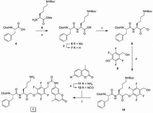 Scheme 1. Synthesis of inhibitory prodrug model 1 (IPD-AMC). Reagents and conditions: a) HBTU, DiPEA, DMF, r.t., quant.; b) LiOH·H2O, THF/MeOH/H2O, r.t., 1 h, quant.; c) i. N-methyl morpholine, isobutyl chloroformate, THF, -15 °C, 30 min, ii. CH2N2 in Et2O, THF, -15 °C, 3 h, iii. HCl/AcOH, -15 °C, 10 min, 85% over 3 steps; d) 9, KF, DMF, 70 °C, 16 h, 80%; e) 20% phosgene in toluene, reflux, 16 h; f) i. isocyanate 12, dibutyltin diluarate (5 mol%), THF, r.t., 16 h., ii. TFA/DCM, r.t., 30 min, 25% over 2 steps.