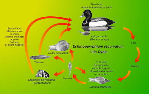 Figure 7. Life cycle of Echinoparyphium recurvatum (adapted from Molloy et al. Citation1997).