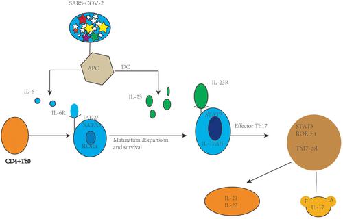 Figure 1 Th-17 cell polarization from activation and naive CD4+ T cells.