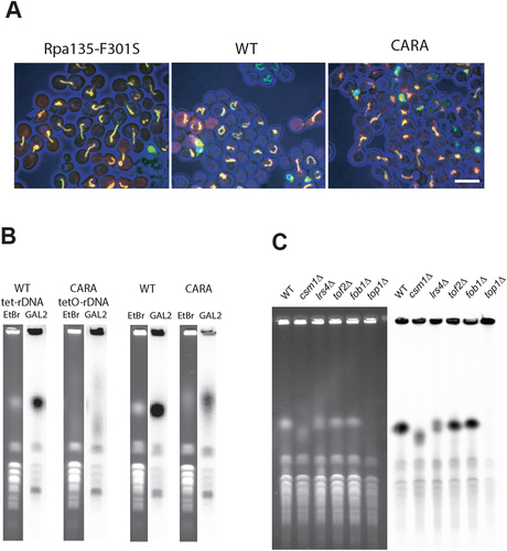 Figure 6. The CARA-RNAPI allele promotes rDNA instability. (A) rDNA is disorganized in G2 blocked cells in CARA-RNAPI background. Each repeat of rDNA is fluorescently labelled in vivo using lacO/lacI-GFP FROS system. G2 blocked cells were imaged in mutant RPA135-F301S (left panel), WT (middle panel) or CARA (right panel) context. Cells (blue – transmission signal) are shown with LacI-GFP signal (green) and mRFP-Nop1 staining (red). (note that mRFP-signal is not present is every cell). Scale bar : 5 µm. (B) High variability of rDNA copies number in CARA context. The size of chromosome XII was visualized using PFGE in strain bearing tetO-rDNA strain (left panels) or unlabeled rDNA strain (right panels) in WT or CARA-RNAPI context. For each strains ethidium stain gel (etbr) and southern blot of chromosome separated using PFGE are shown. A unique locus present on chromosome XII (the largest yeast chromosome) was used to detect chromosome XII independently of rDNA copies number. Note that unspecific labelling is observed on smaller chromosome. (C) Variation in rDNA size is detected in deletion mutants that are co lethal with CARA. Chromosomes from WT and csm1∆, lrs4∆, tof2∆ deletion mutant were separated by PFGE. fob1∆, known to stabilize rDNA copy number, and top1∆, resulting in absence of separation of chromosome XII were used as control. Left panel: ethidium bromide stain gel. Right panel: southern blotting with rDNA specific probe (see material and methods).