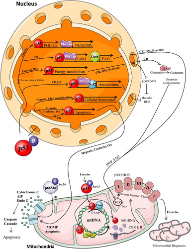 Figure 3. p53 nuclear and mitochondrial localization and regulation of signaling mechanisms with oxidative stress. With the induction of stress, p53 post-translational modifications allow it to localize to various cellular compartments to regulate cellular homeostasis. Exercise. Once phosphorylated, p53 localizes to the mitochondria to assist Tfam and Polγ binding to mtDNA, and to increase 16S rRNA production to enhance mitochondrial biogenesis [Citation12,Citation17,Citation24,Citation26,Citation29,Citation30]. p53 also translocates to the nucleus to increase PGC-1α expression and activate NUGEMPs transcription [Citation12,Citation17,Citation22–26,Citation48]. Furthermore, p53 can regulate glycolysis by reducing glycolytic energy production and enhancing the pentose phosphate, fatty acid oxidation, and oxidative phosphorylation energy pathways [Citation26,Citation36,Citation37,Citation42,Citation52]. Diet Modification. With diet modifications (DM), there is a p53-mediated upregulation of energy metabolism genes to reduce glycolysis and upregulate oxidative phosphorylation [Citation36,Citation37]. With caloric restriction (CR) or glucose withdrawal, p53 co-localizes in the nucleus with PGC-1α to enhance Lipin-1 expression for increased FAO. p53 upregulates enzymes for mitochondrial substrate provision, increases antioxidant defenses, increases cellular senescent and cell cycle arrest genes, and decreases apoptotic gene transcription [Citation38,Citation44,Citation47–50,Citation53,Citation54]. On the other hand, excess caloric intake leads to p53 transcriptional repression (exemplified by red X) of GLUT 1 and GLUT 4 genes, reduces PGC-1α and NUGEMP activation, and impairs FAO gene transcription, leading to impaired energy utilization and fat accumulation [Citation56–59,Citation61]. Tissue Manipulation. With immobilization there is an p53-mediated transcription of cell cycle arrest genes as well as an increase in Id2 to decrease DNA-binding and transcriptional activity [Citation68,Citation75]. Oxygen Deprivation. Hypoxia induces p53 phosphorylation at numerous sites leading to cell cycle arrest and apoptotic transcriptional activation. Irradiation. Under IR stress, p53 increases p66Shc phosphorylation, to coordinate autophagy and apoptosis, in order to regulate cellular integrity [Citation101,Citation103]. Direct/Indirect Oxidizing Agents. Oxidizing agents, such as H2O2, lead to the activation of cell death pathways mediated by phosphorylated p53 to initiate persistent senescence and to enhance transcription of pro-apoptotic proteins such as Bax and PERP [Citation107,Citation108,Citation110,Citation111]. With indirect oxidizing agents, p53 nuclear localization increases antioxidant transcription. With prolonged exposure apoptosis can be induced [Citation48].