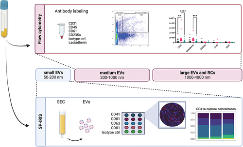 Figure 1. High sensitivity flow cytometry (hsFCM) and single-particle interferometric reflectance imaging sensor (SP-IRIS) were used to isolate and characterize medium and large EVs (200–4000 nm) and small EVs (50–200 nm), respectively. EV, extracellular vesicle; SEC, size-exclusion chromatography; RC, residual cell.