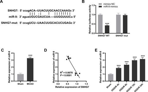 Figure 2 SNHG7 can serve as a competing endogenous RNAs (ceRNA) for miR-9. (A) The binding sequences between SNHG7 and miR-9 were predicted by starbase2.0. (B) The interaction between SNHG7 and miR-9 in PC12 cells was validated by dual-luciferase reporter (DLR) assay. ***P < 0.001, vs miR-NC. There are three replicates in each experimental group. (C) Relative expression of miR-9 was detected by quantitative real-time polymerase chain reaction (qRT-PCR) in brain tissues of middle cerebral artery occlusion (MCAO) mice. ***P < 0.001, vs Sham. n = 5. (D) The relationship between SNHG7 and miR-9 in brain tissues of MCAO mice was analyzed by Pearson’s correlation analysis. P < 0.0001. n = 5. (E) Relative expression of miR-9 in oxygen and glucose deprivation/reoxygenation (OGD/R)-induced PC12 cells was detected by qRT-PCR. ***P < 0.001, vs Sham. There are three replicates in each experimental group.