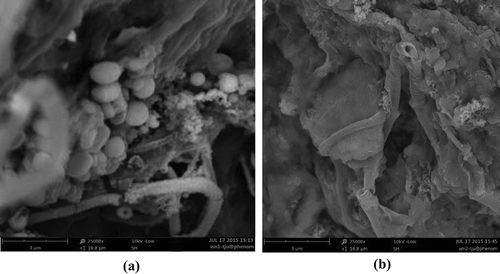 Figure 5. SEM spectra of WAS: (a) raw sludge; (b) pretreated sludge (working voltage: 10 kV; magnification: 25000×).