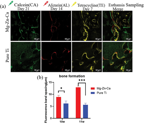 Figure 16. Osteogenesis rates of the Mg-Zn-Ca amorphous alloy and pure Ti. (a) Fluorescence image showing osteogenesis around the Mg-Zn-Ca amorphous alloy and pure Ti. (b) The resulting data were quantitatively analyzed, showing a significant difference between the Mg-Zn-Ca and the pure Ti groups (* p < 0.05, *** p < 0.001).